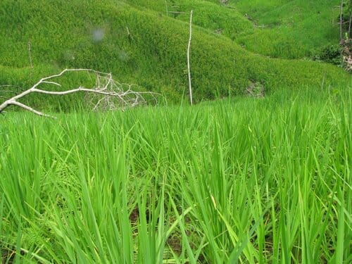 campo di riso