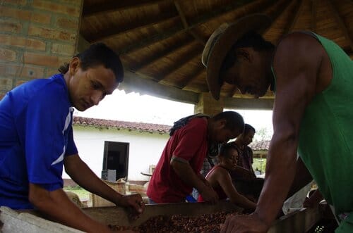 La pulitura del cacao