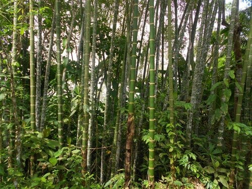 canne di bambù