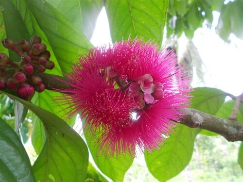il fiore dell'albero di pera