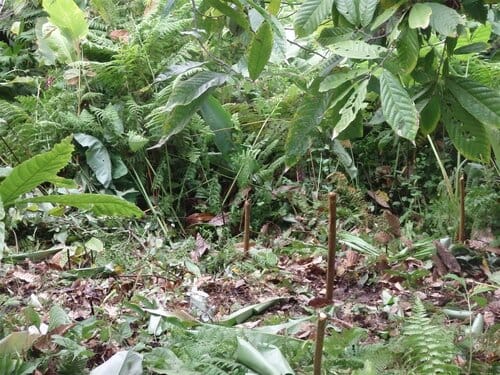 accampamento militare tra gli alberi di cacao