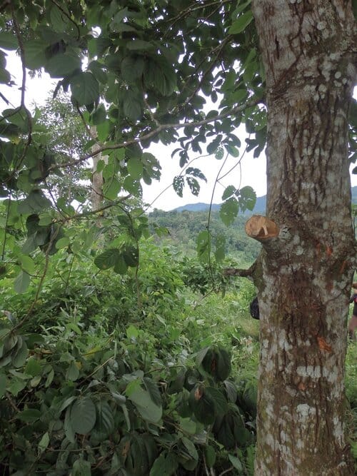 danni agli alberi di cacao fatti dai soldati