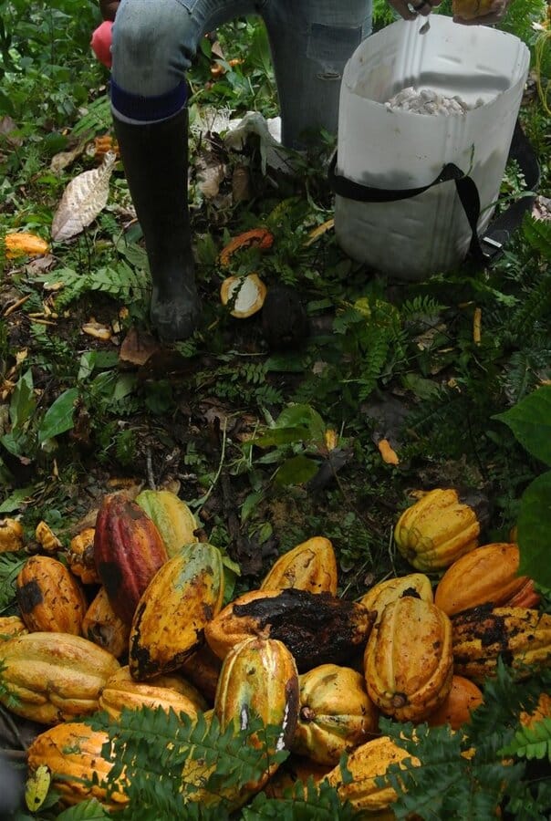 2016-11 Accompagnamento al lavoro comunitario - Raccolta cacao