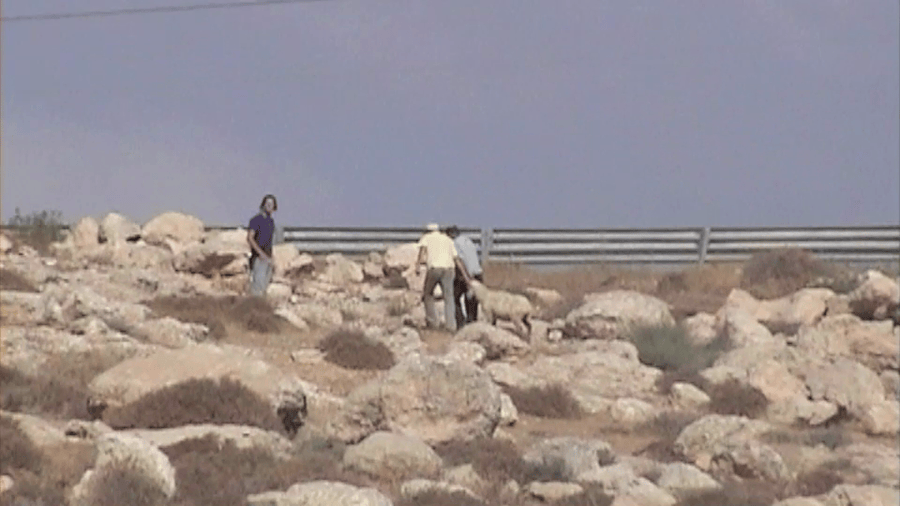 Israeli settlers steal a sheep