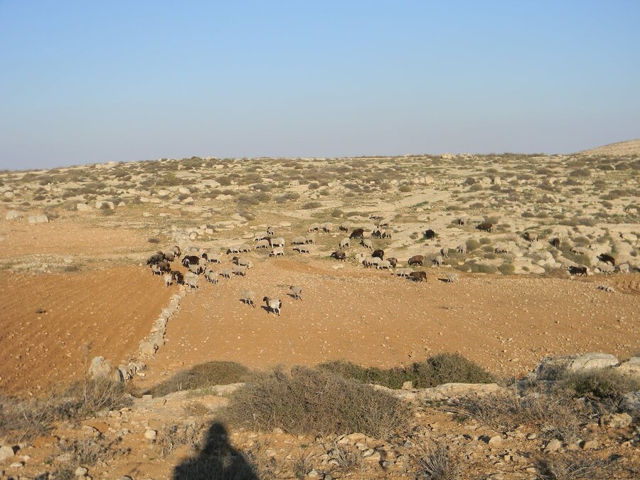 2011-01-20 Settler graze sheep in palestinian private land