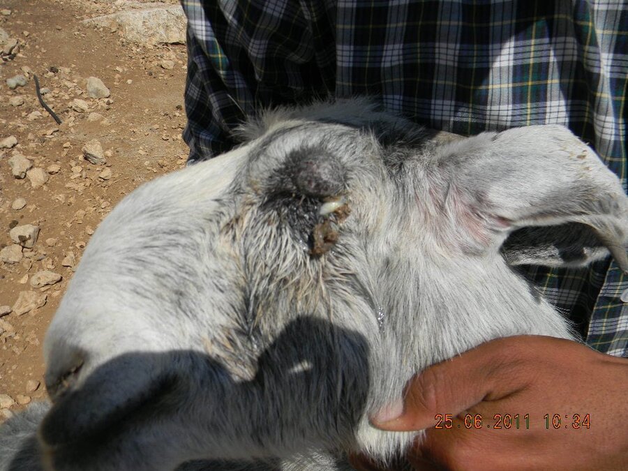 2011-06-25 palestinian sheperd hurt by settler