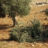olive tree cut in Humra valley, near the outpost of Havat Ma'on