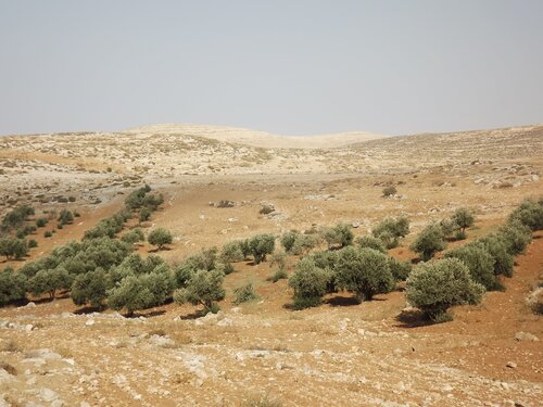 Olive trees cut in Humra valley