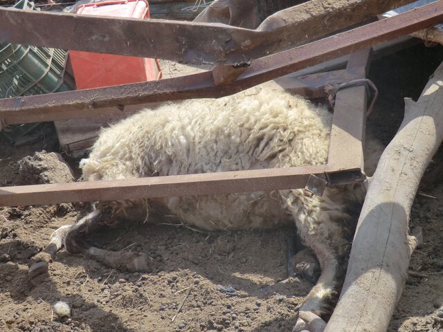 Sheep dead under the rubble during demolitions in A Seefer
