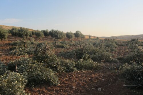 olive trees field