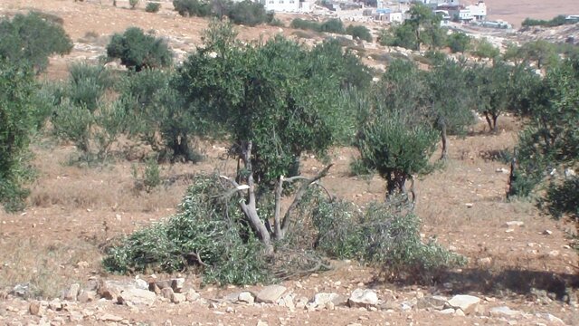 Settlers damage 6 olive trees in South Hebron Hills' Humra valley