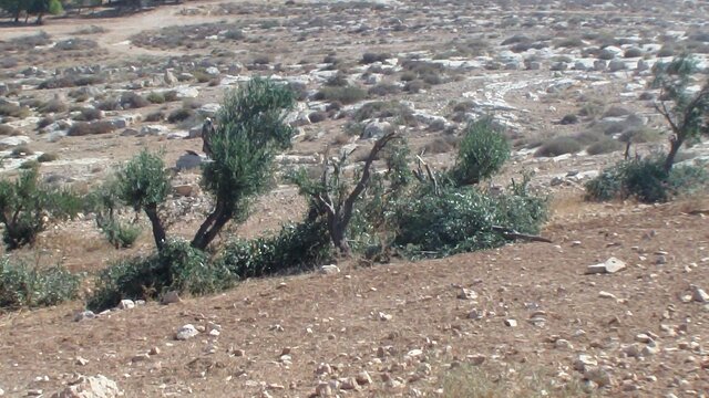 Settlers damage 6 olive trees in South Hebron Hills' Humra valley