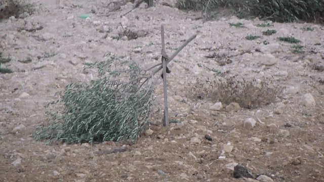 106 olive trees cut overnight near Palestinian village of At Tuwani, South Hebron Hills 