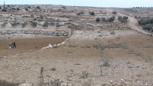 106 olive trees cut overnight near Palestinian village of At Tuwani, South Hebron Hills 