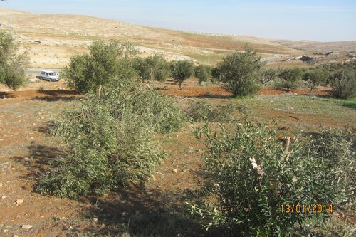 Cut olive trees