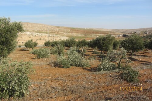Cut olive trees