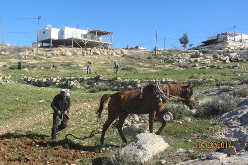 Palestinian plowing the land with a horse close to the outpost