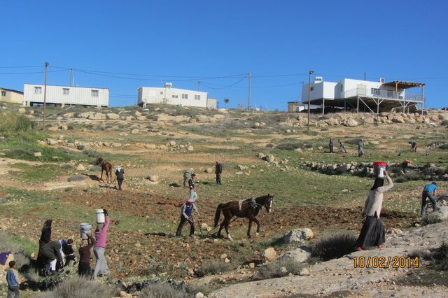 Palestinian women, men and children working together on their land