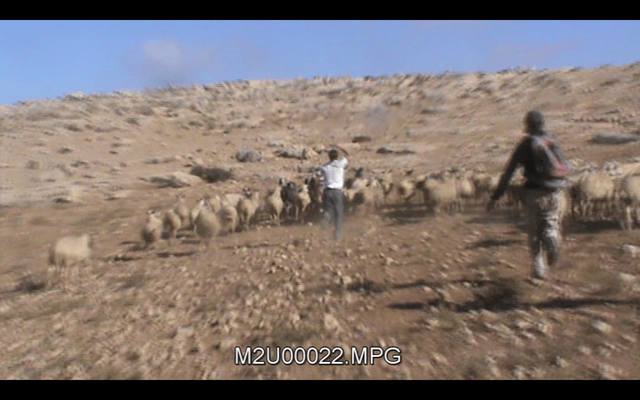 israeli settler chases away the flock