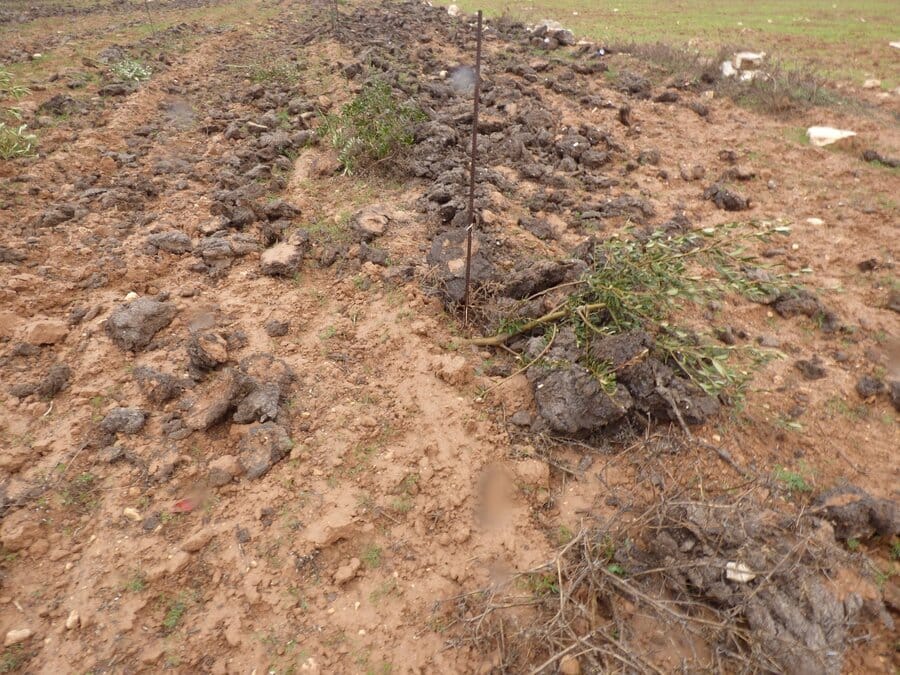 2015-01-09-israeli-settlers-destroyed-about-200-olive-trees-in-the-south-hebron-hills