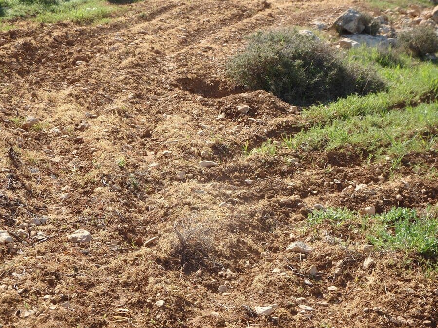 2017-03-05 Coloni israeliani avvelenano campi coltivati e sradicano ulivi palestinesi