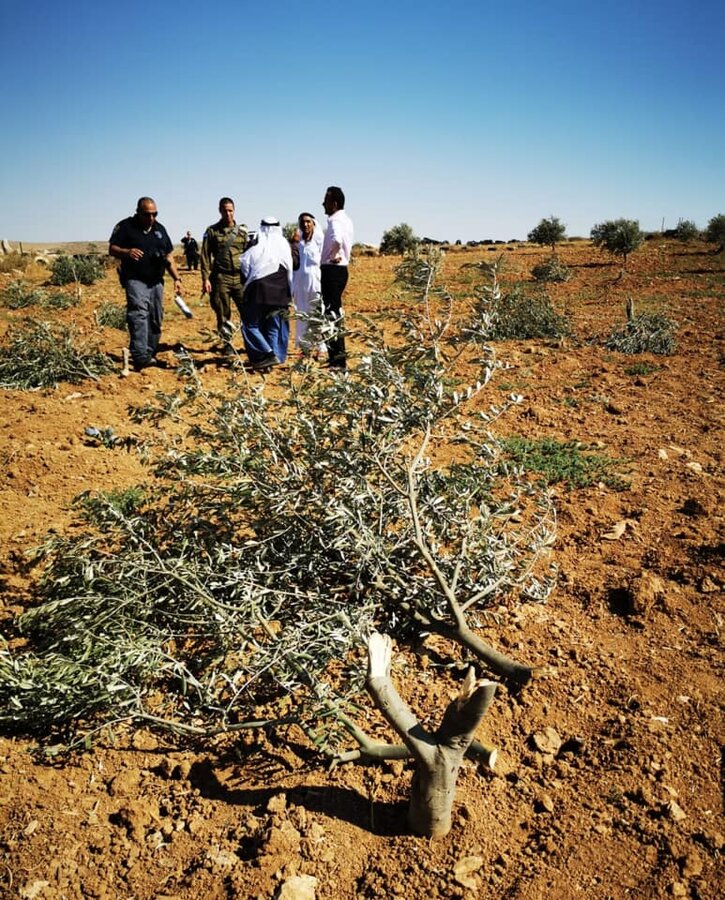 2019-07-24 Coloni israeliani tagliano circa 30 alberi d'ulivo