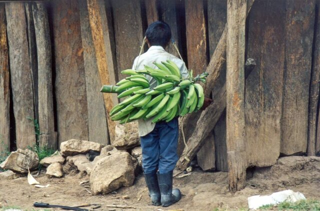 Juan al ritorno dalla raccolta delle banane