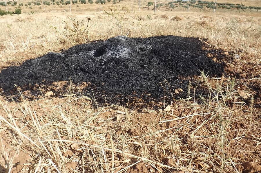 2012-06-03 Palestinian crops burnt during the night close to Suseya settlement