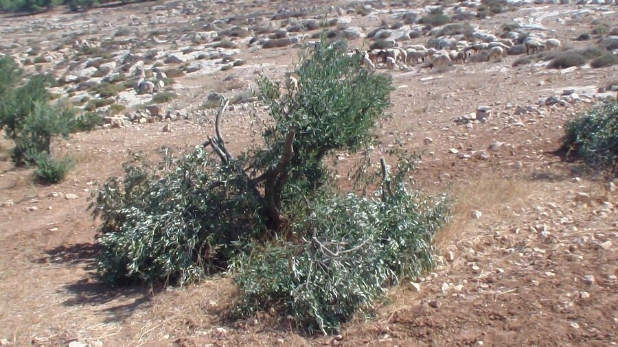 2013-08-14 Settlers damage 6 olive trees in South Hebron Hills' Humra valley