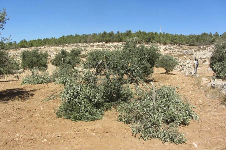 2013-09-08 Ten olive trees cut in Humra valley