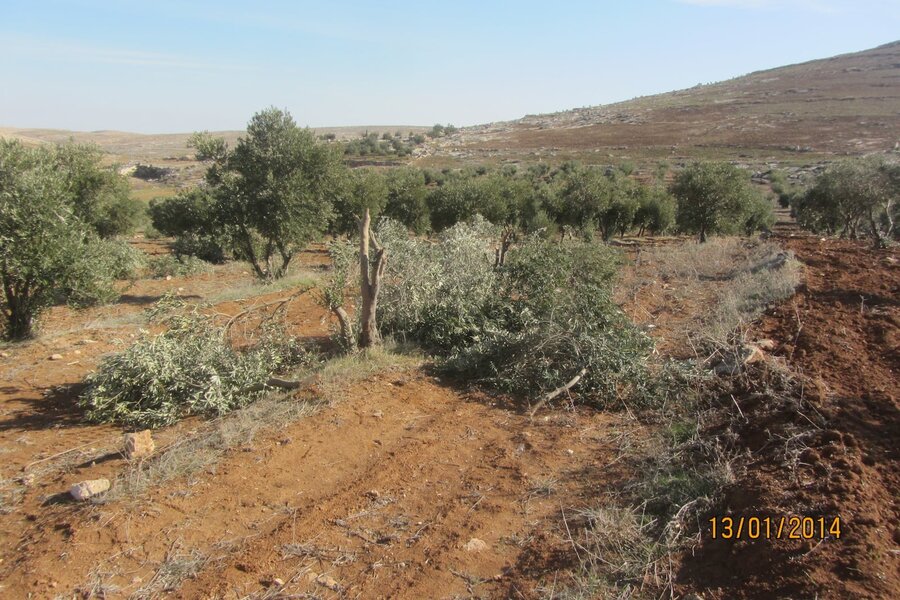 2014-01-13 Twenty olive trees destroyed in the South Hebron Hills area of At Tuwani