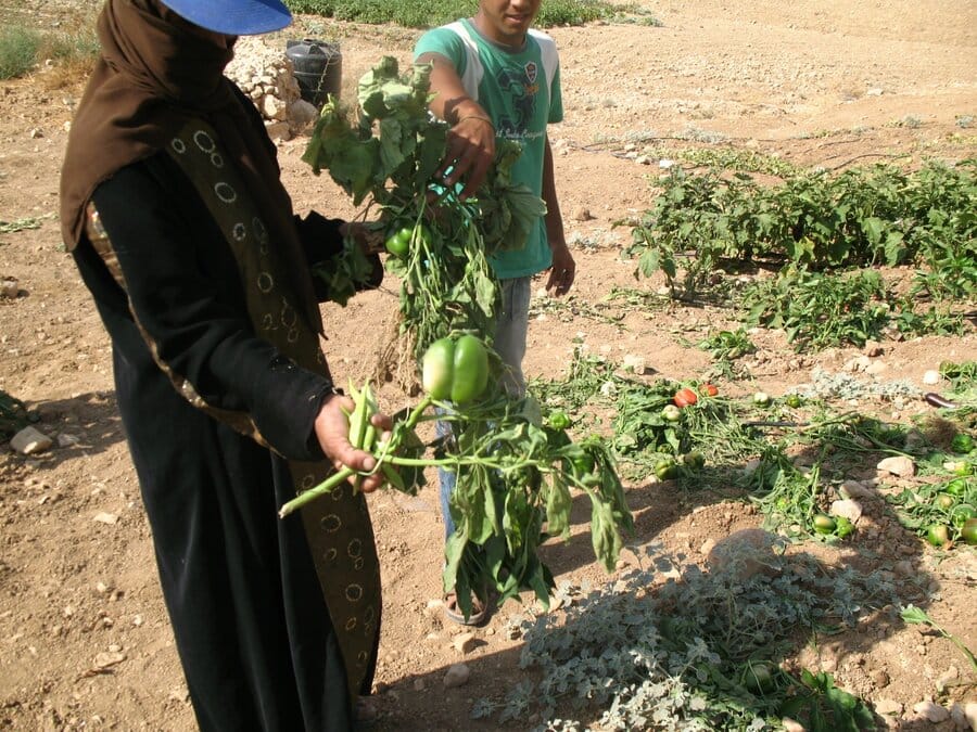 Israeli settlers destroy vegetable field, irrigation pipes and fence in Um Al Kher